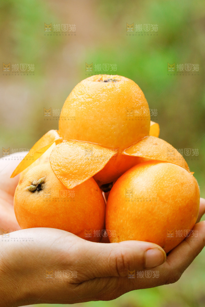 手里捧着枇杷