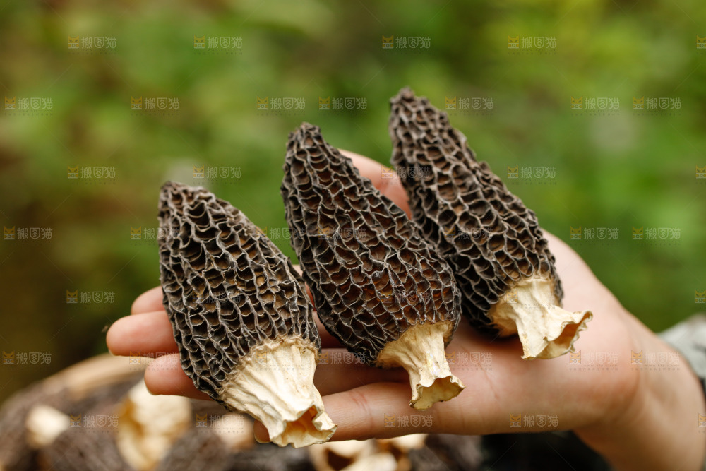 羊肚菌