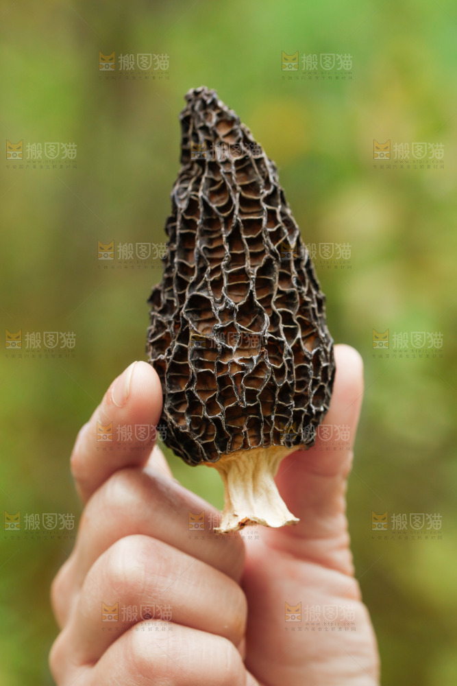 羊肚菌