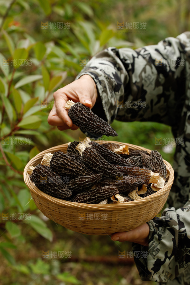 羊肚菌
