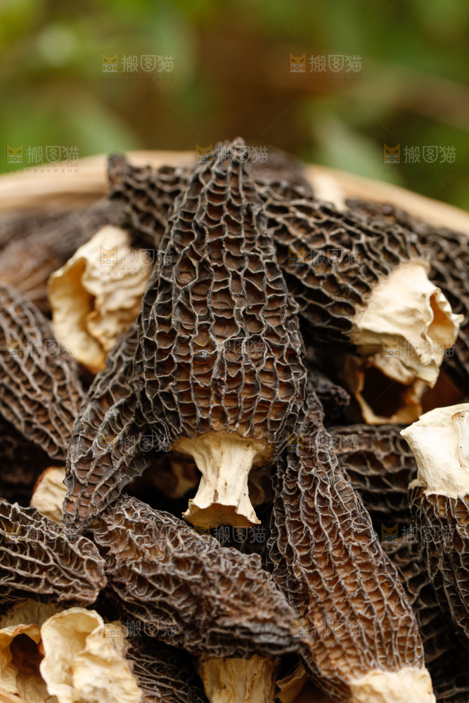 羊肚菌