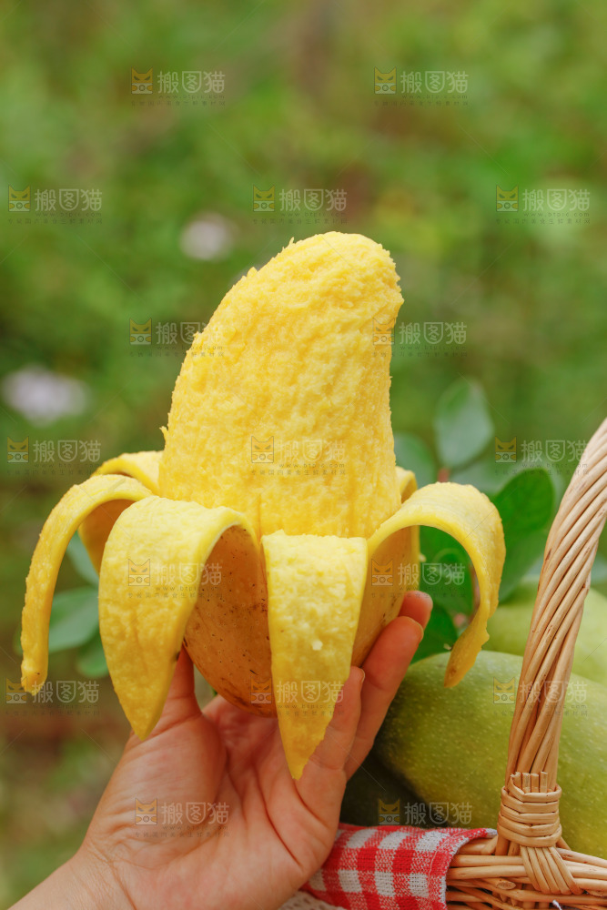 手里拿着大金煌芒