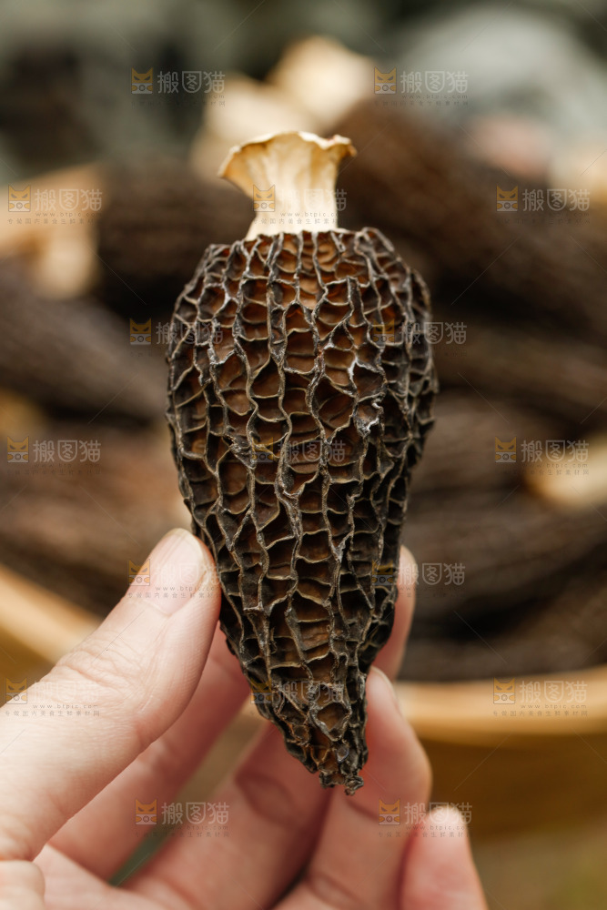 手里拿着羊肚菌