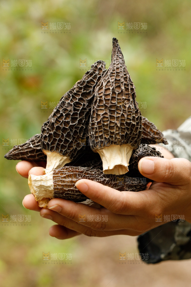 手里捧着羊肚菇