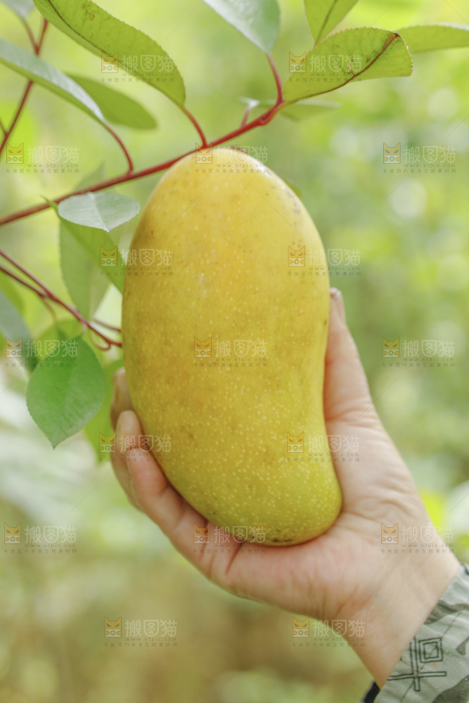 新鲜采摘金煌芒