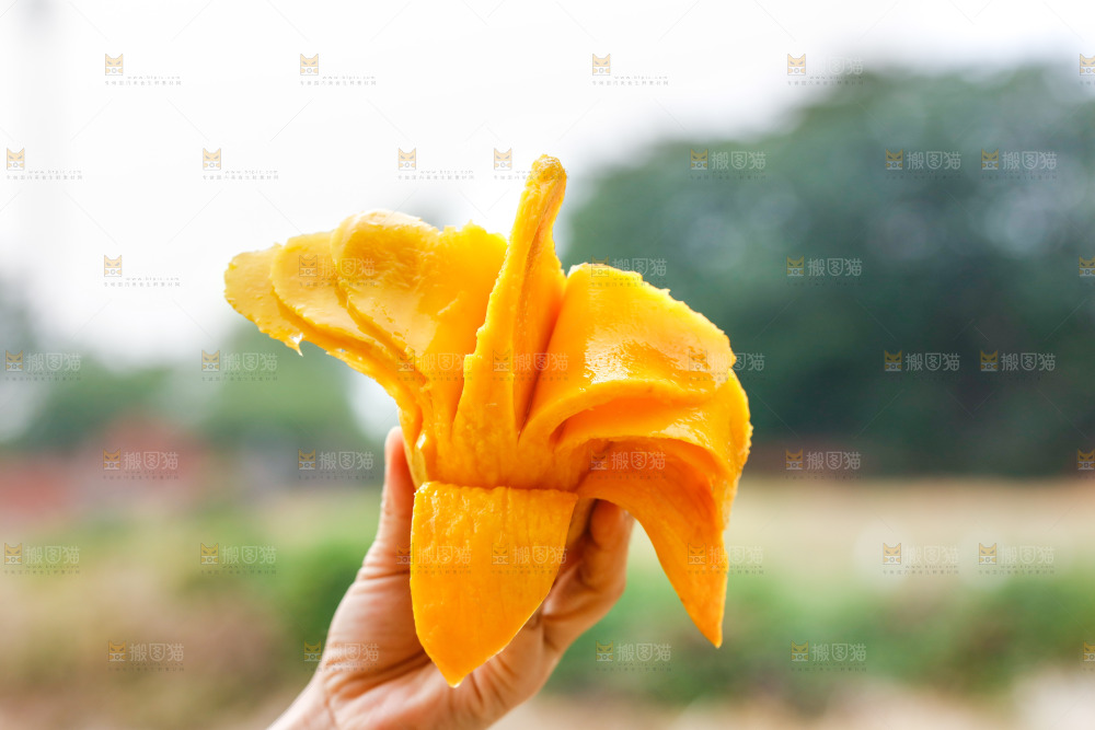 手里拿着金煌芒