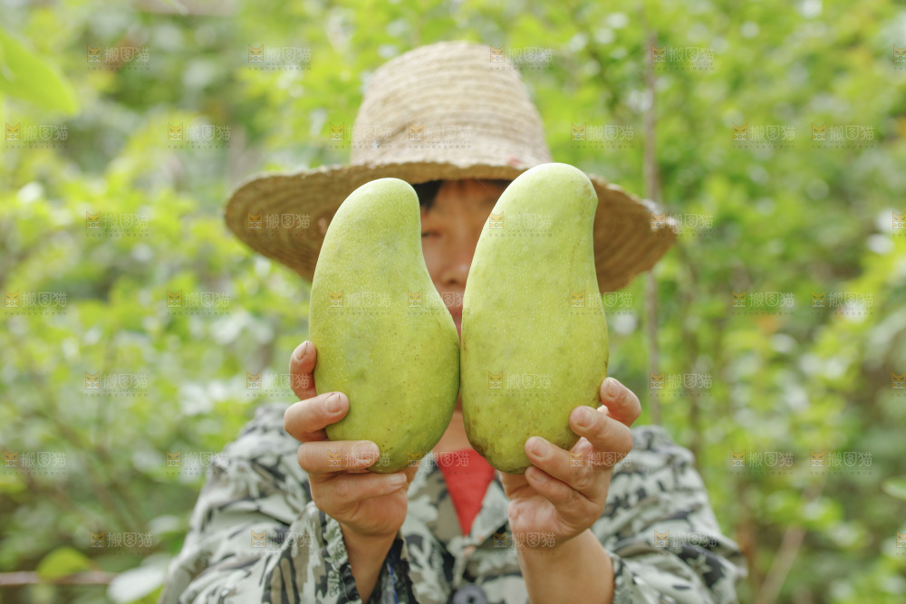 手里拿着大金煌芒