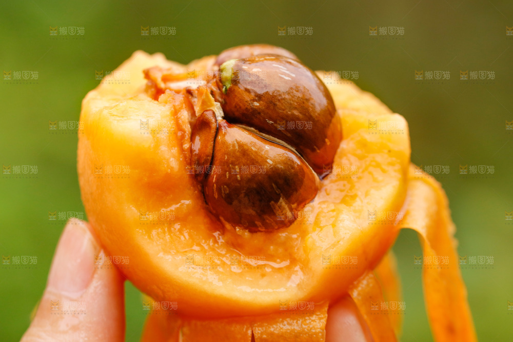手里拿着枇杷