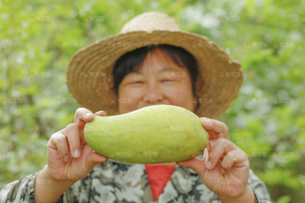 手里拿着大金煌芒