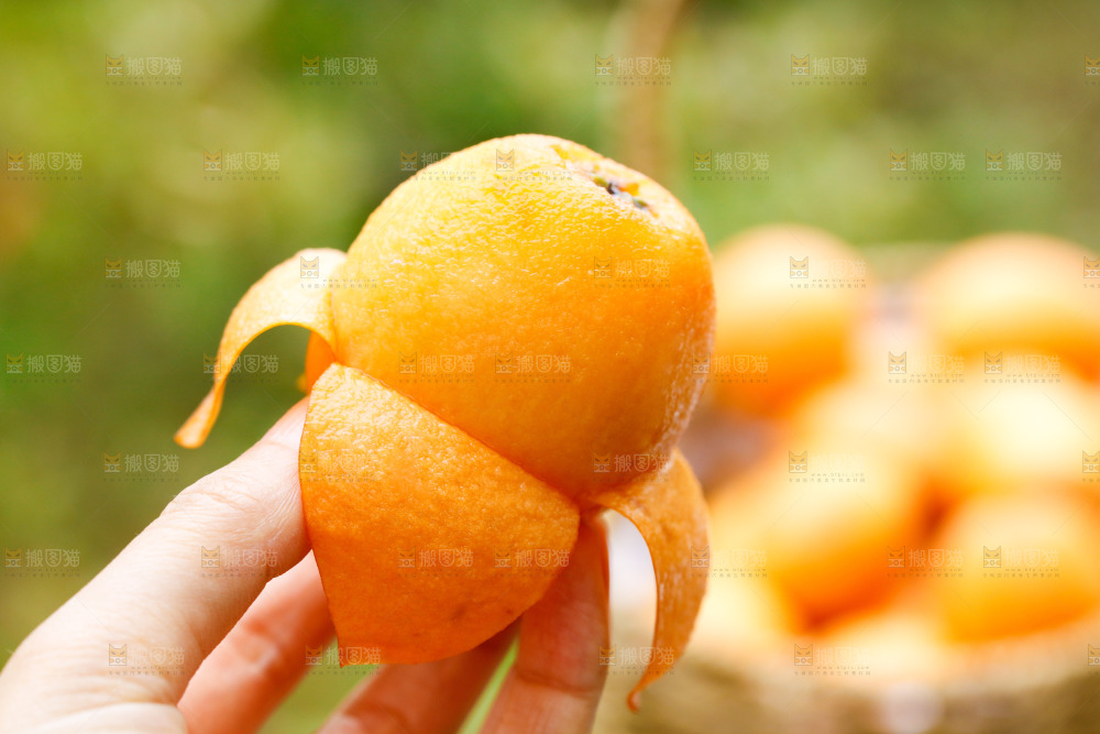 手里拿着大枇杷