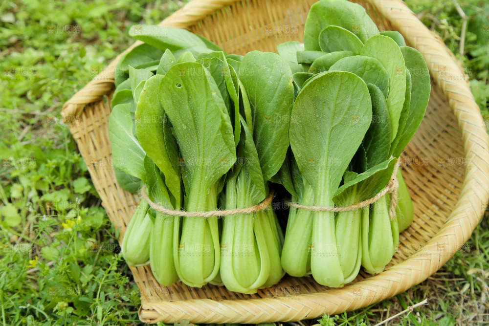 一篮新鲜小青菜