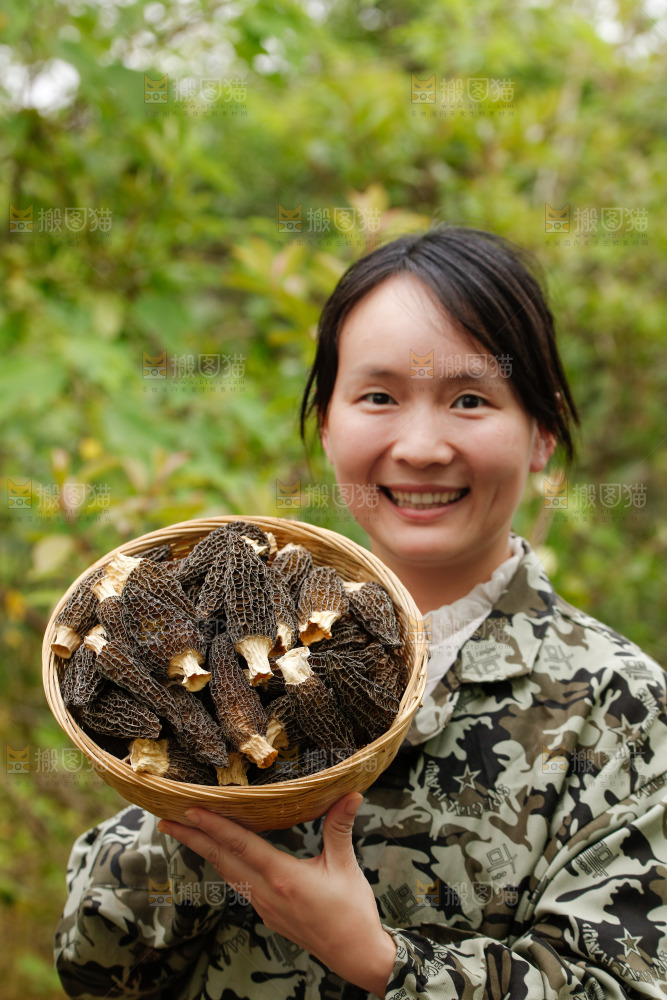 羊肚菌