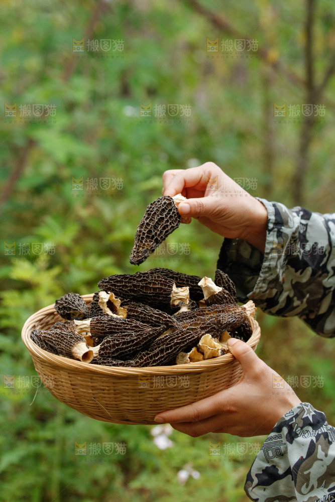 羊肚菌