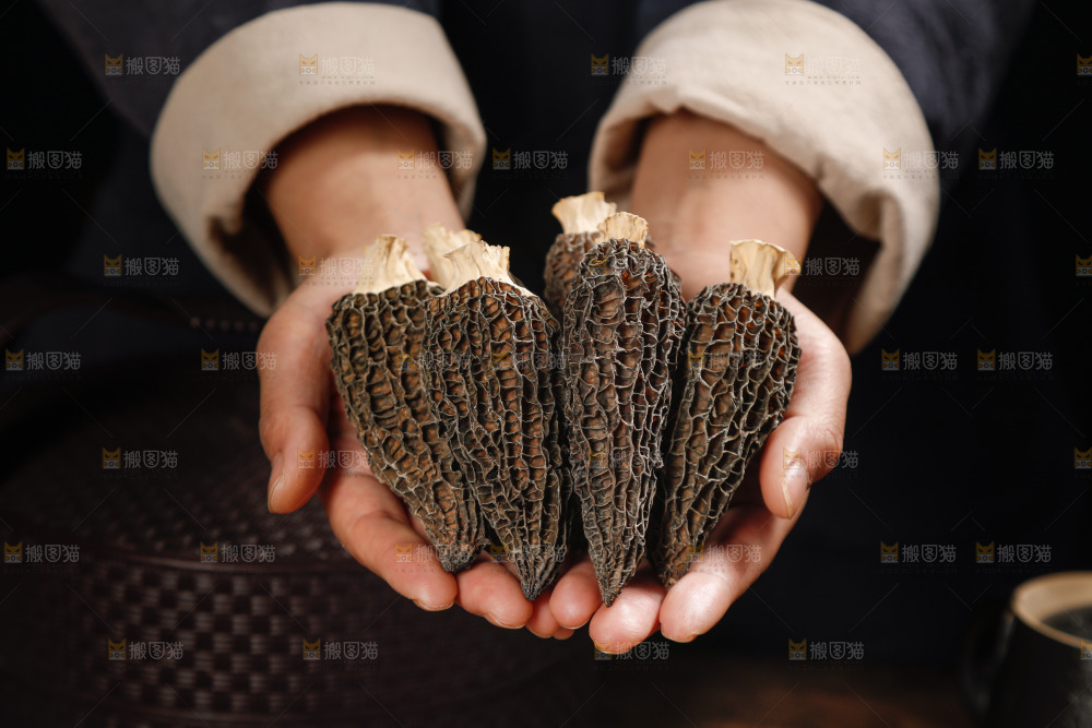 手里捧着羊肚菇