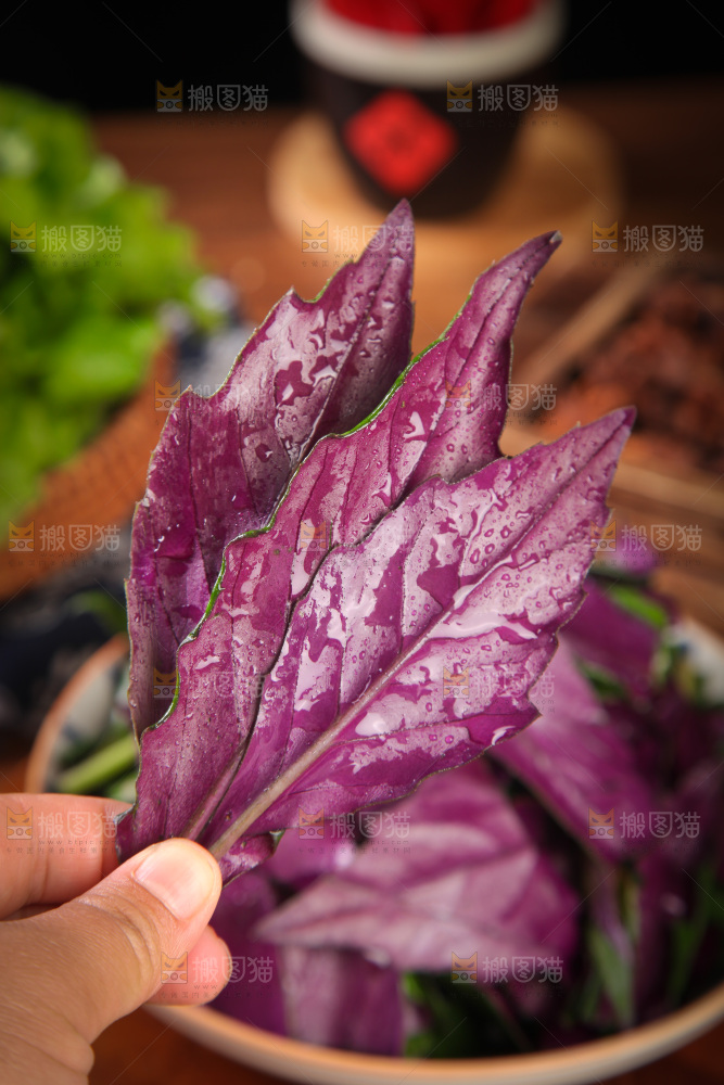 手里拿着红背菜