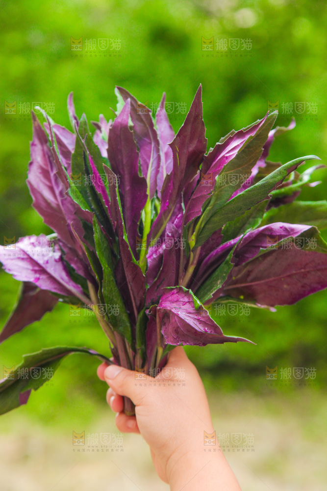 手里拿着紫背天葵