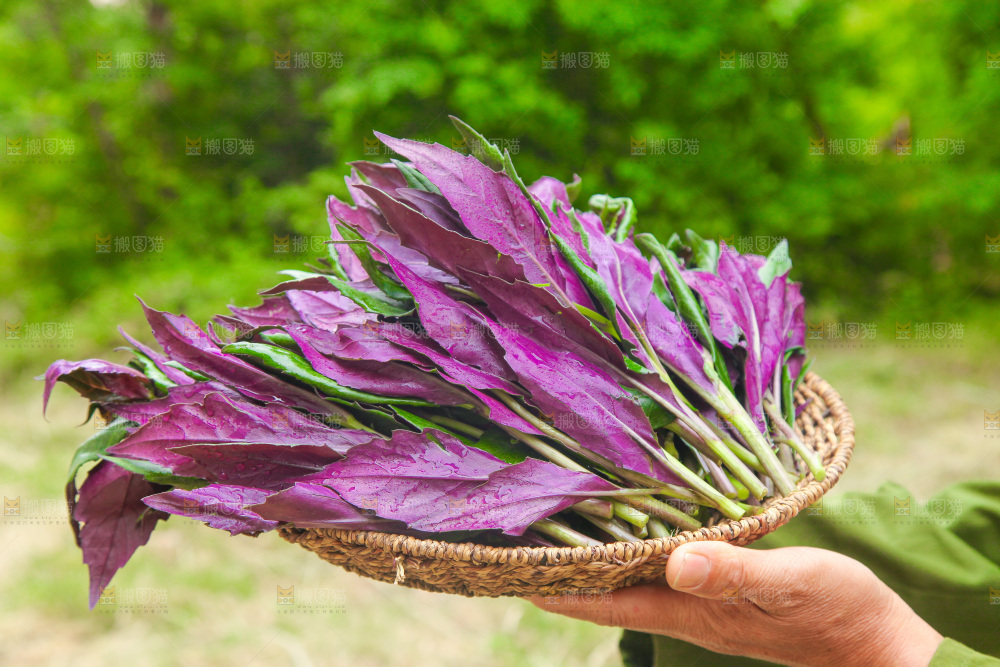 手里端着一篮天葵菜