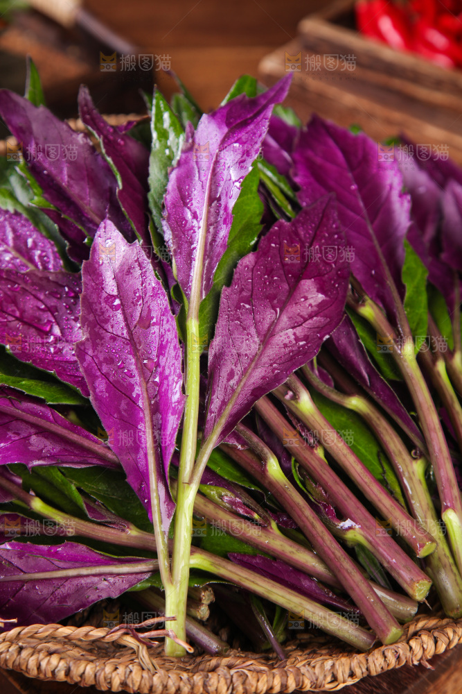 一篮新鲜紫背天葵