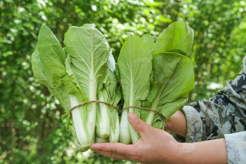 手里拿着小白菜