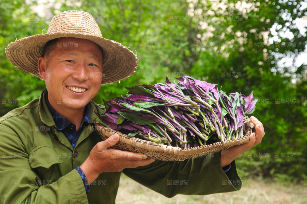 手里端着一篮紫背天葵