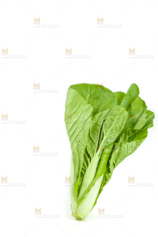 白底上的四季小白菜