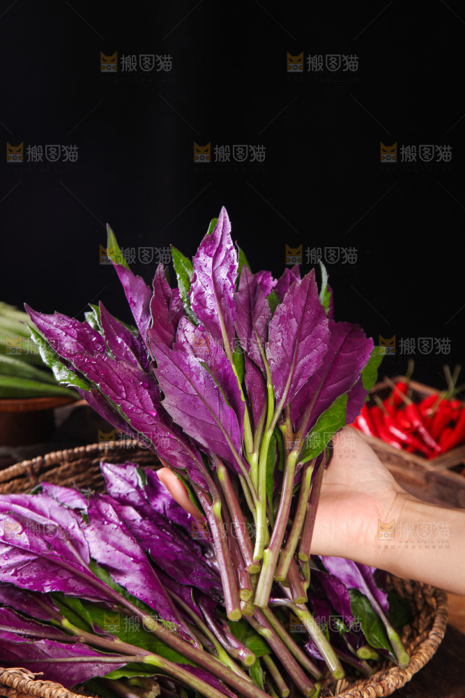 手里拿着红玉菜