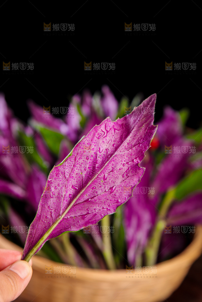 手里拿着紫背天葵