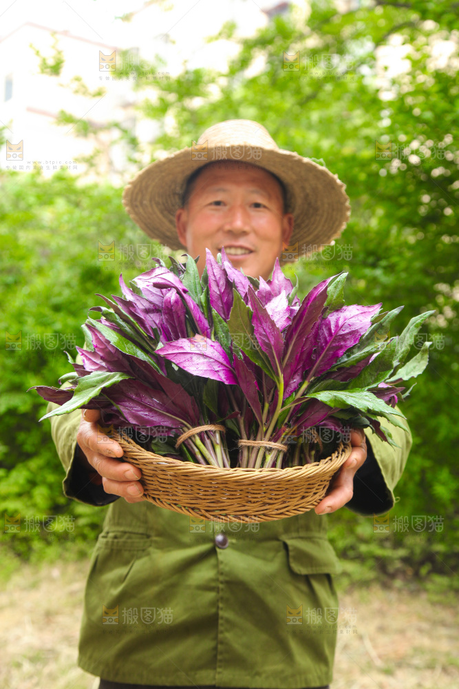 手里端着一篮紫背天葵