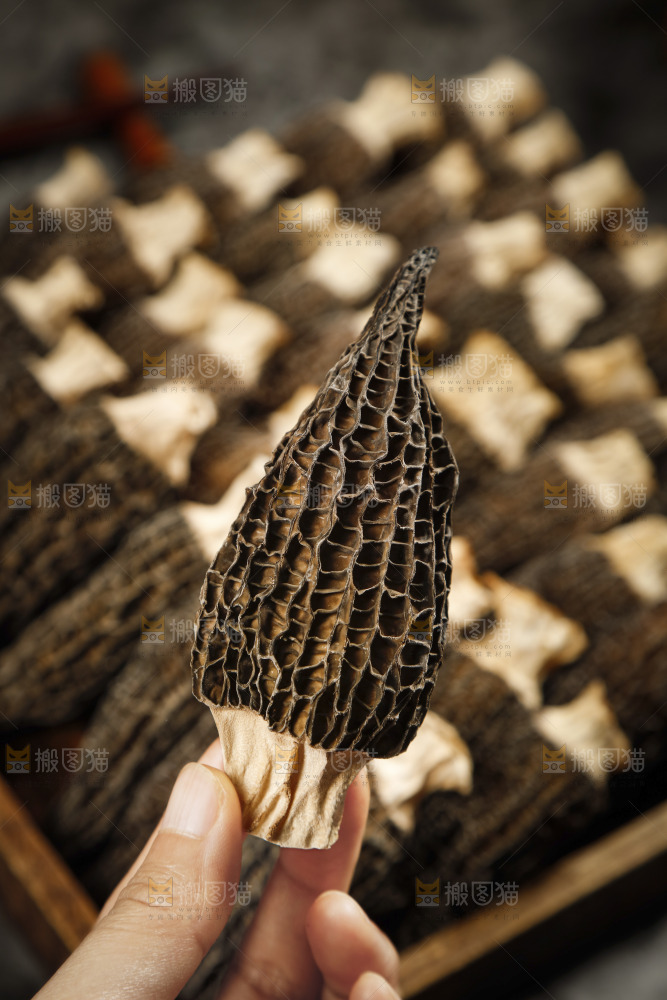 手里拿着羊肚菇