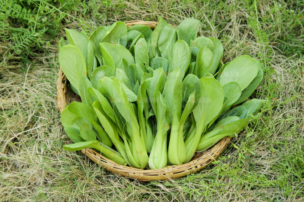 一篮新鲜小青菜