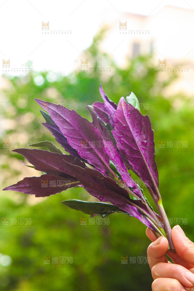 手里拿着紫背天葵