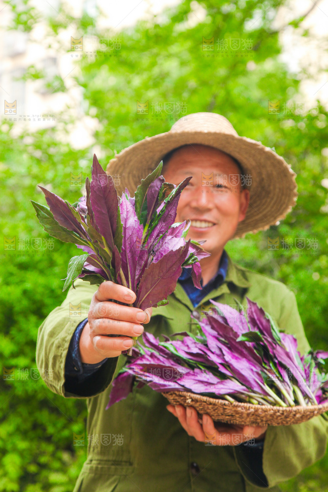 手里端着一篮天葵菜