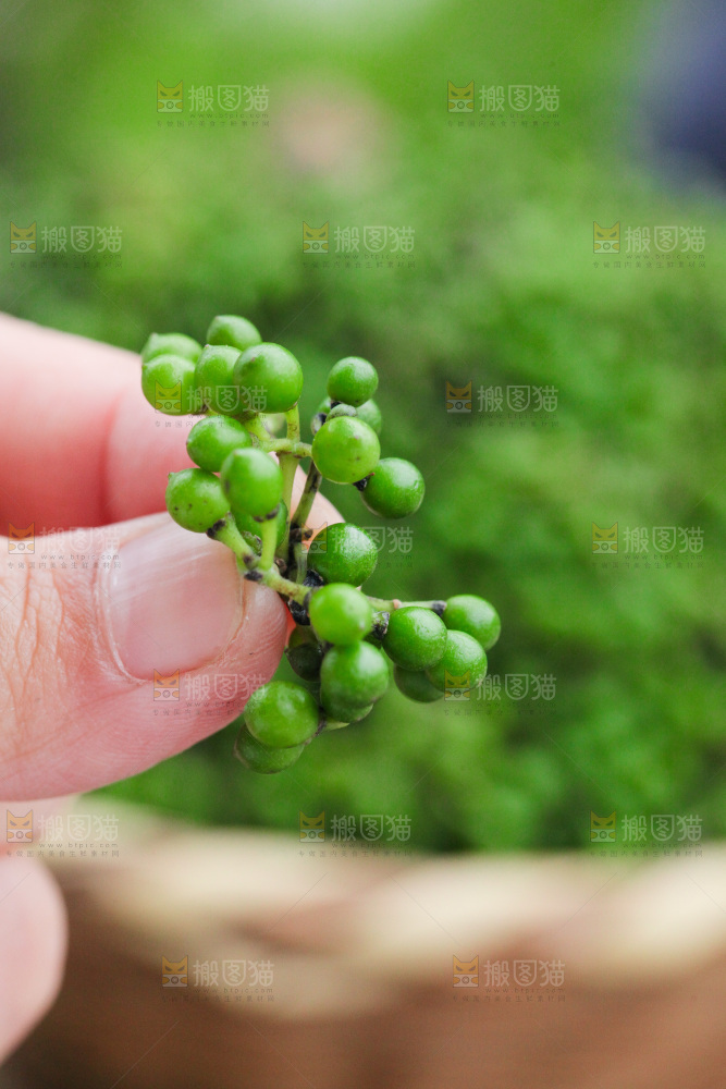 手里拿着山胡椒