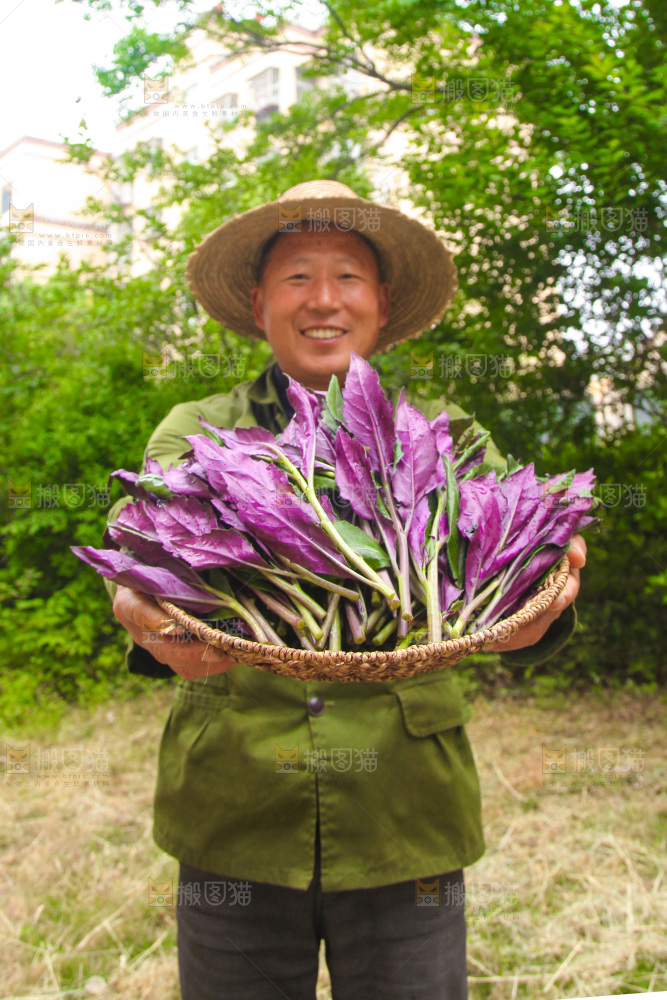 手里端着一篮紫背天葵