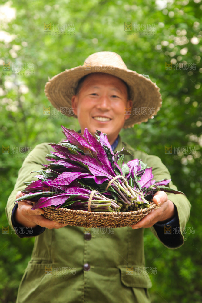 手里端着一篮补血紫背菜