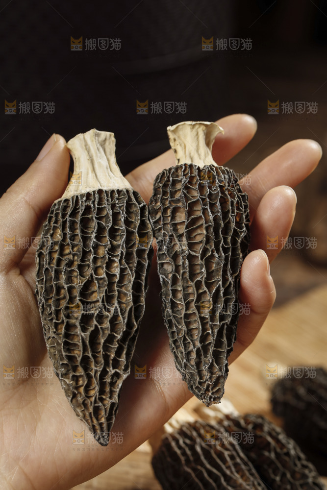 羊肚菌