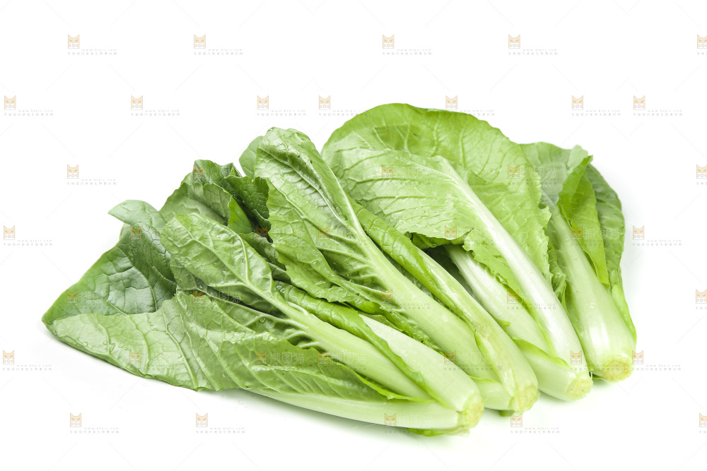 白底上的四季小白菜