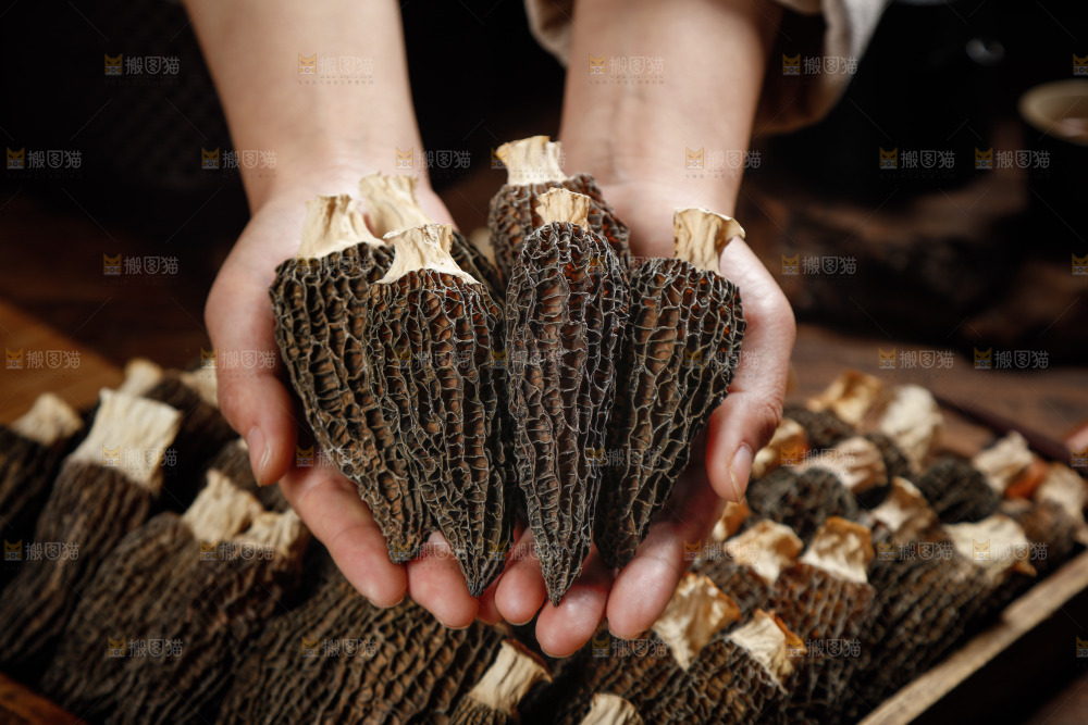 手里捧着羊肚菇