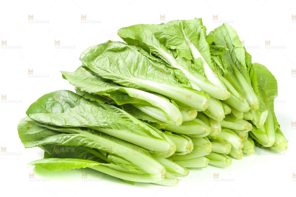 白底上的四季小白菜