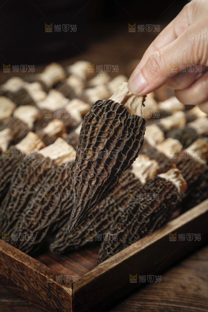 羊肚菌