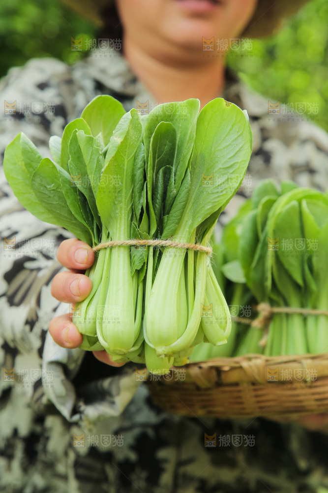 手里拿着上海青
