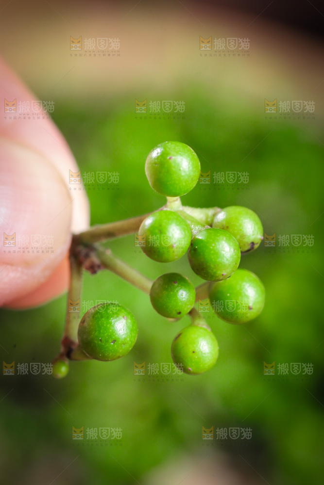 手里拿着山胡椒