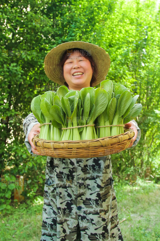 手里端着一篮新鲜青菜
