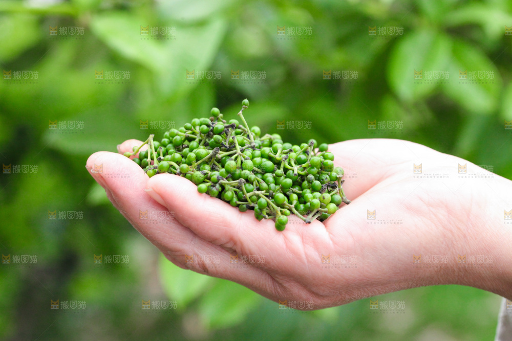 手里拿着胡椒