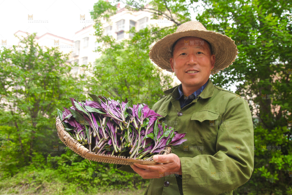 手里端着一篮紫背天葵