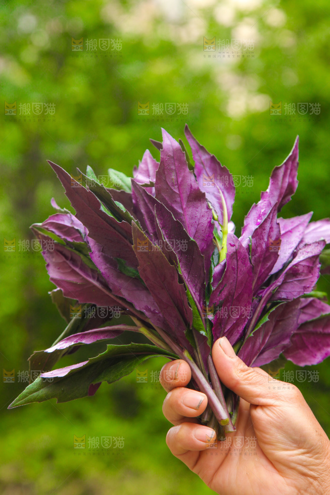 手里拿着紫背天葵