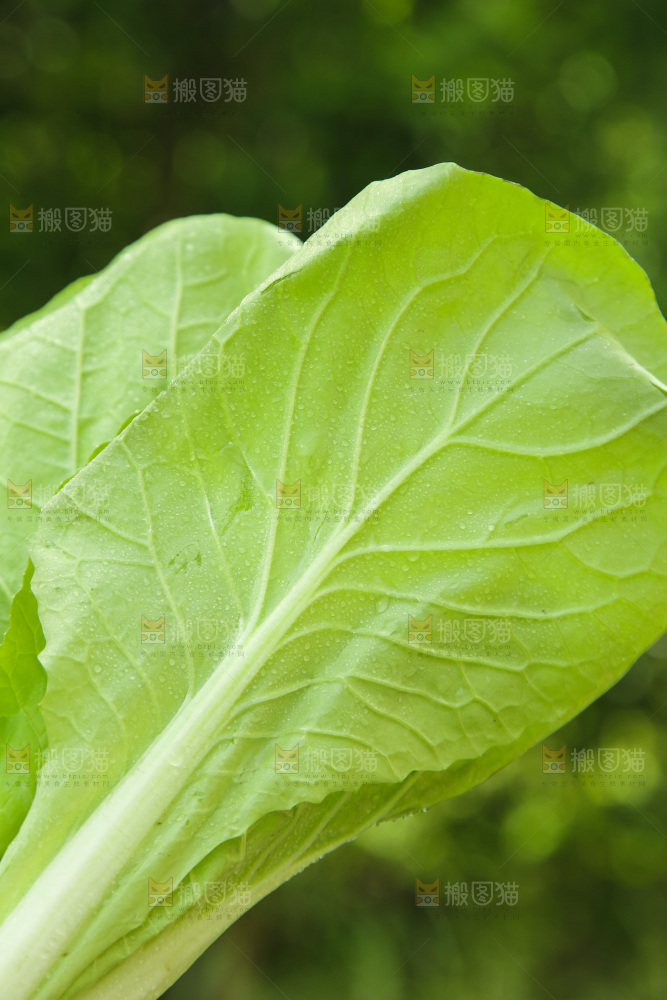新鲜的小白菜