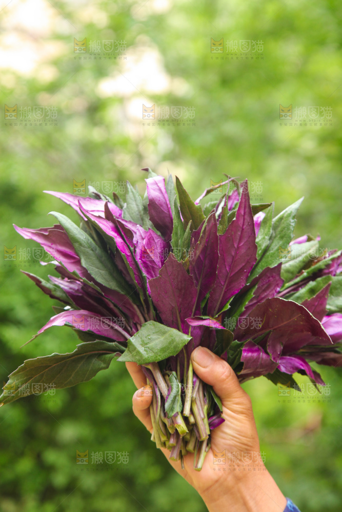 手里拿着血皮菜