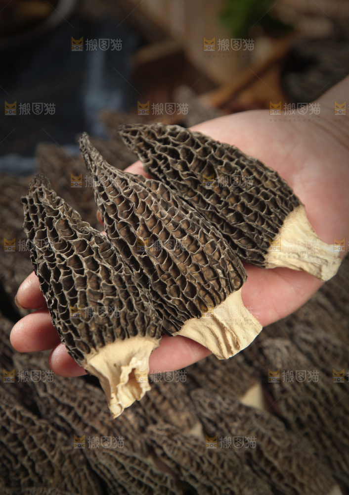 手里拿着羊肚菇