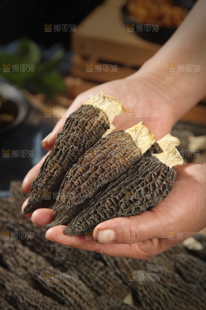 羊肚菌